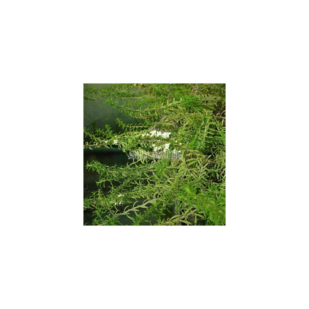 Sarriette rampante avec des fleurs