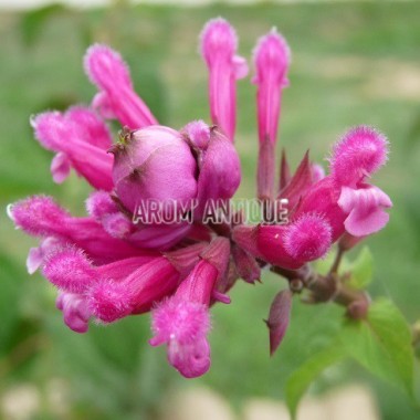 Sauge involucrata Bio