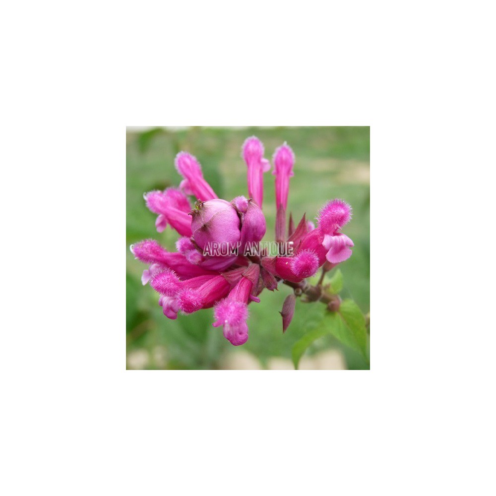 Sauge involucrata