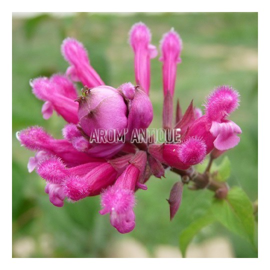 Sauge involucrata