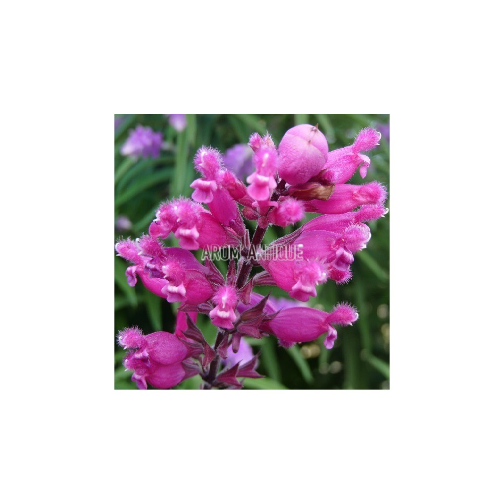 Sauge involucrata