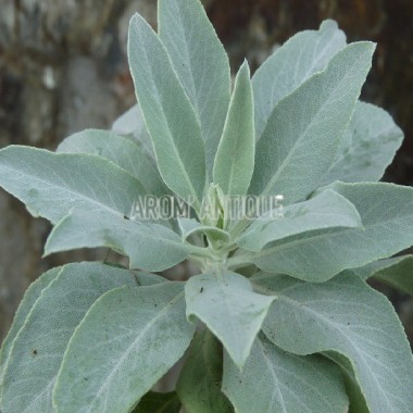 Sauge blanche - Feuilles séchées en pot - 75 grammes – Boutique les  Hirondelles