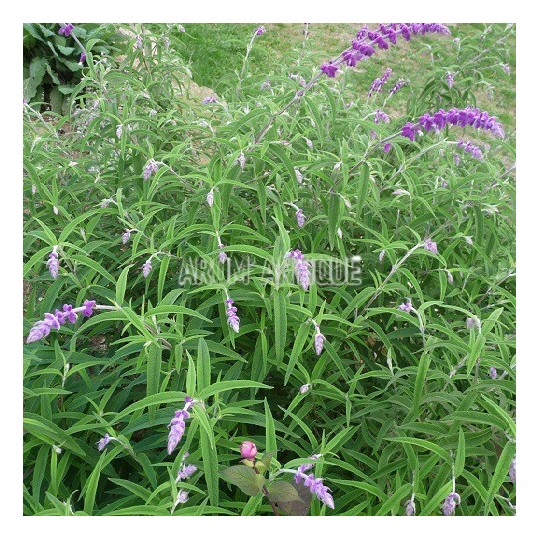 Sauge leucantha