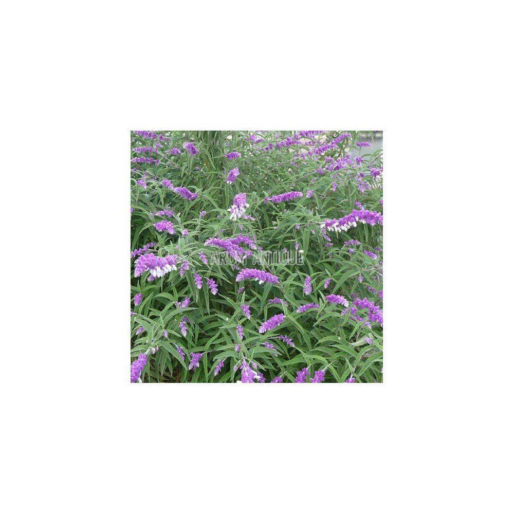 Sauge leucantha