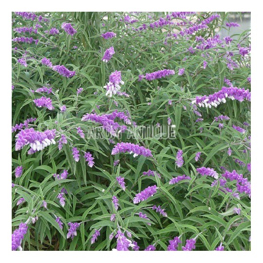 Sauge leucantha