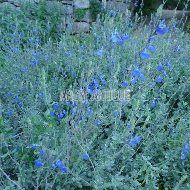 Sauge germandrée, floraison