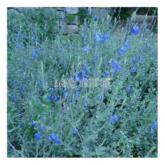 Sauge germandrée, floraison