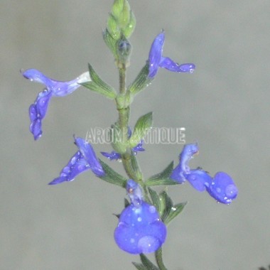 Sauge germandrée, floraison 2
