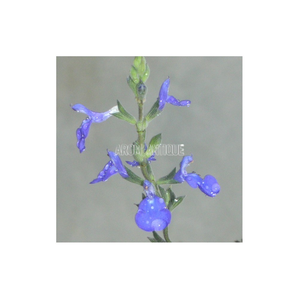 Fleurs de Sauge germandrée