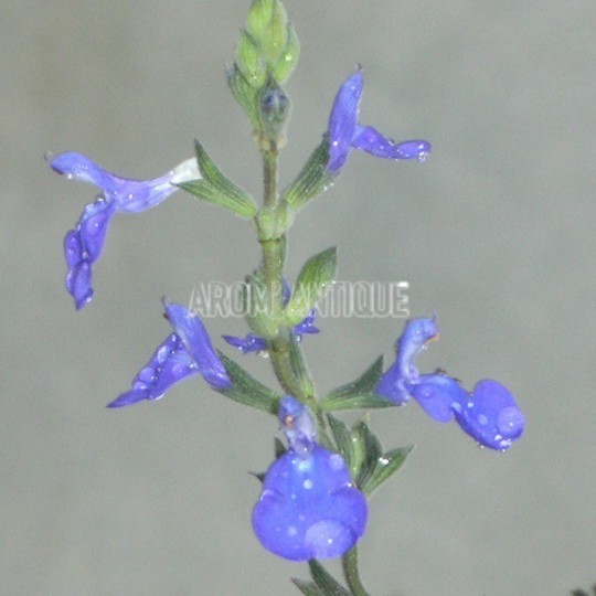 Fleurs de Sauge germandrée