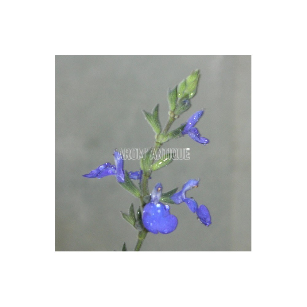 Sauge germandrée en fleur