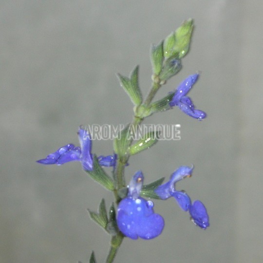 Sauge germandrée en fleur
