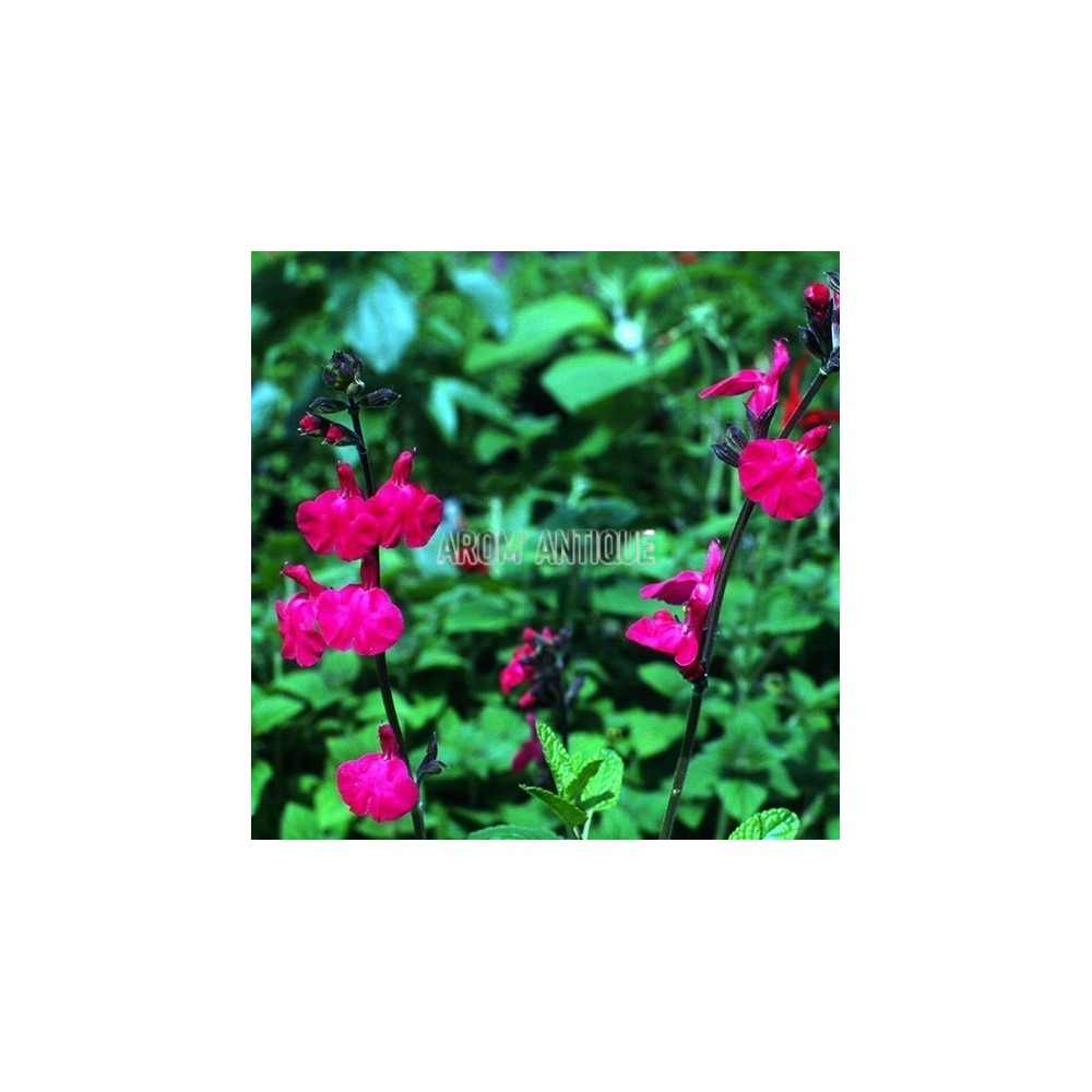 Sauge Pink Blush