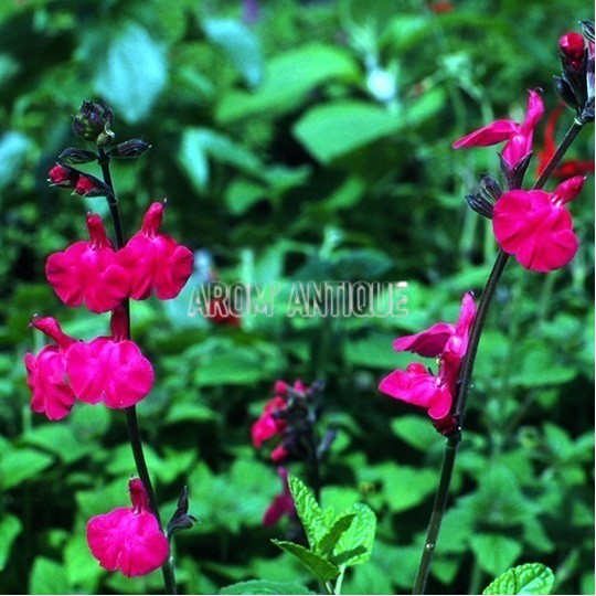 Sauge Pink Blush