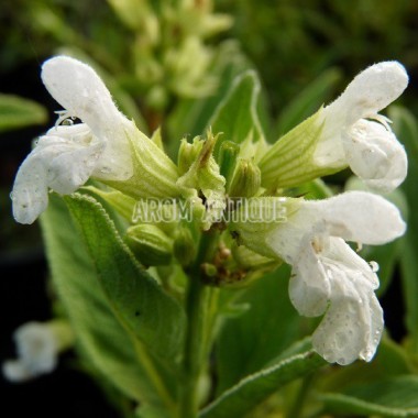 Sauge officinale 2