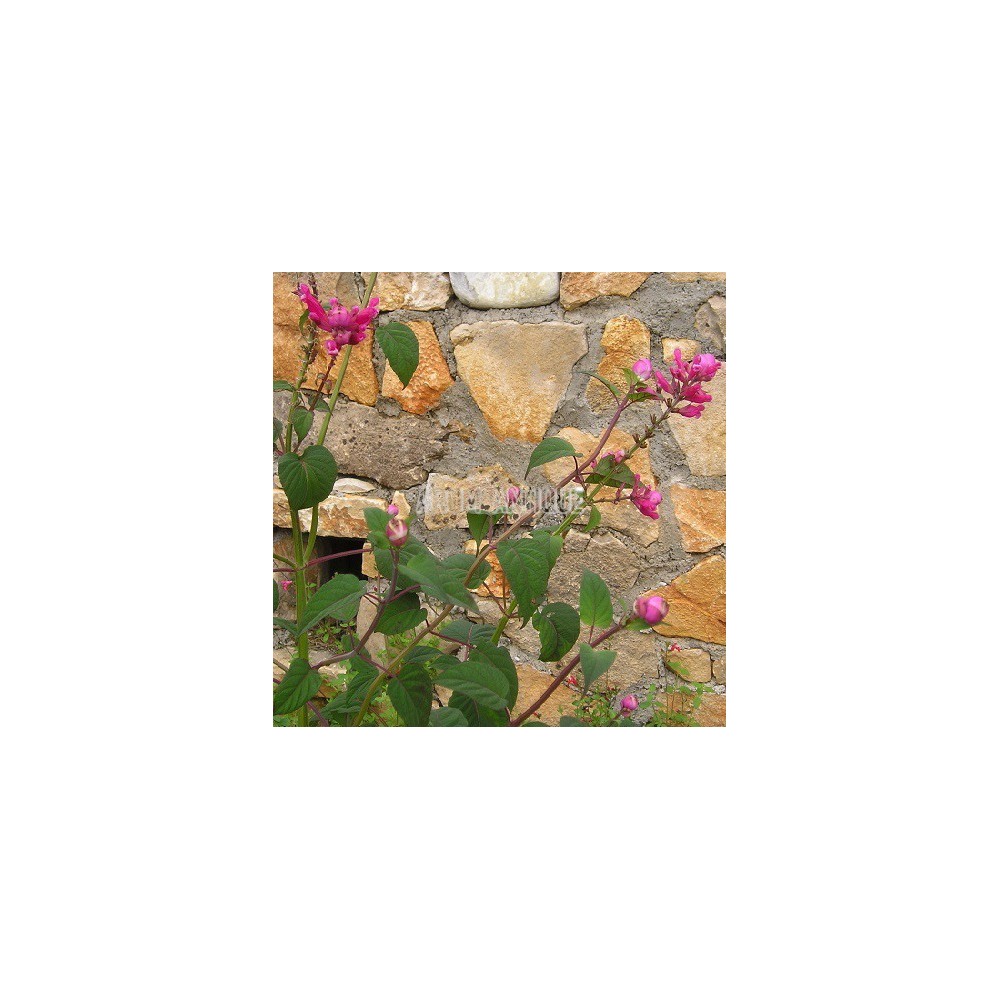 Sauge involucrata