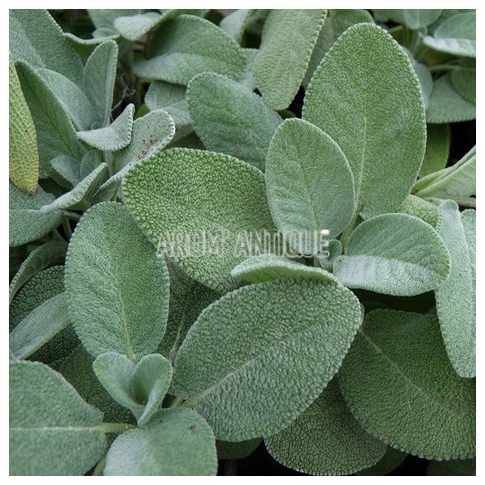 Sauge officinale à feuilles larges