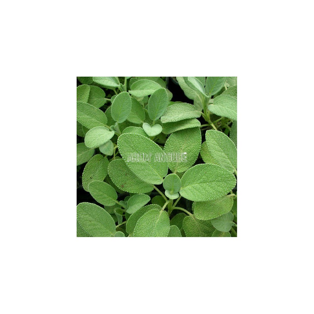 Sauge officinale à feuilles larges