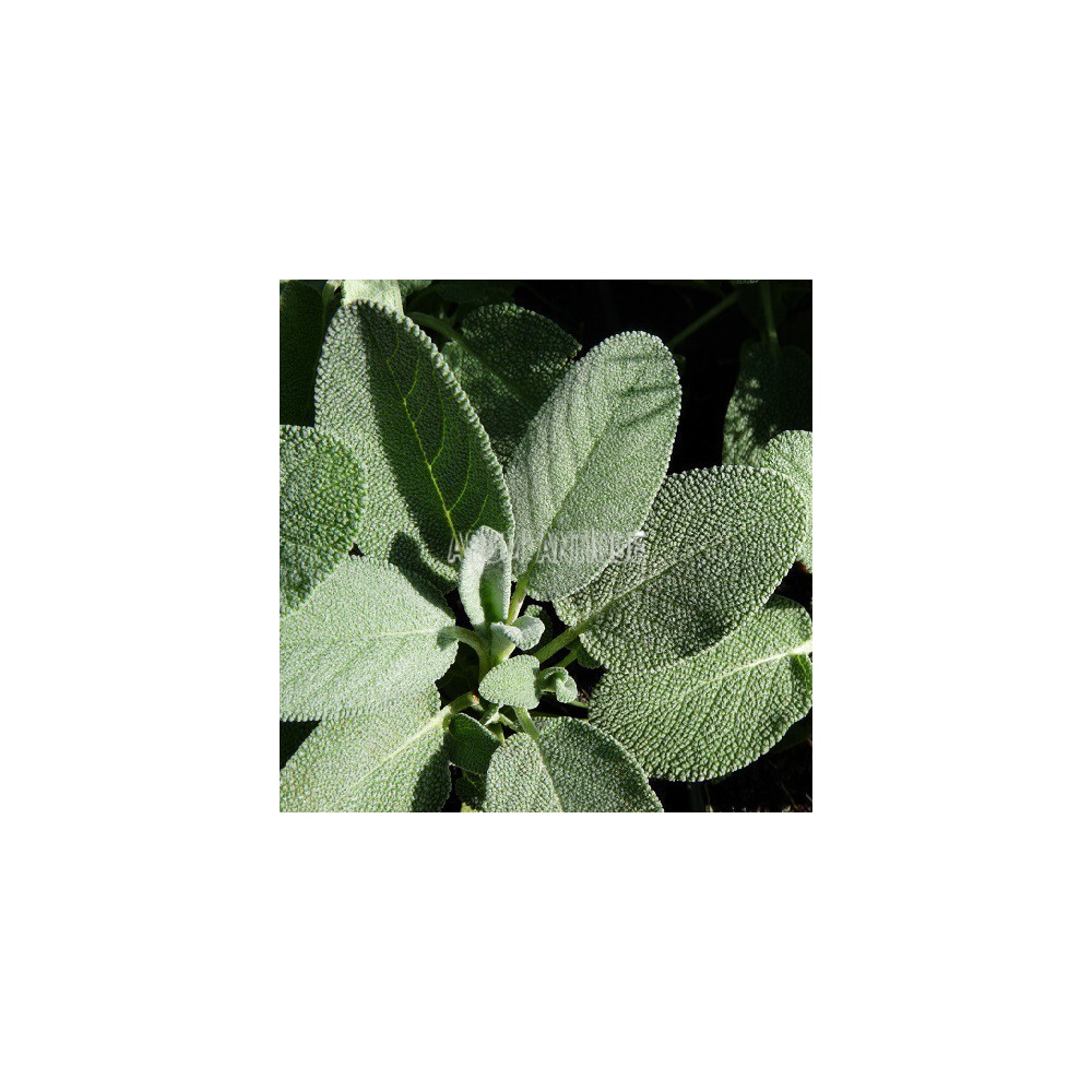 Sauge officinale à feuilles larges