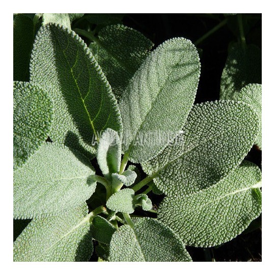 Sauge officinale à feuilles larges