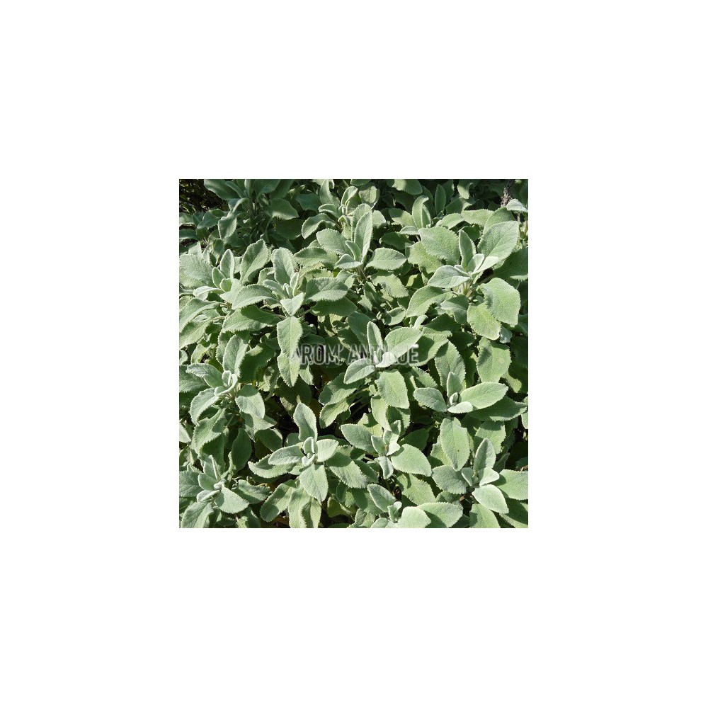 Sauge officinale crispée