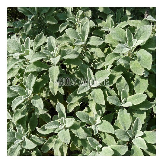 Sauge officinale crispée