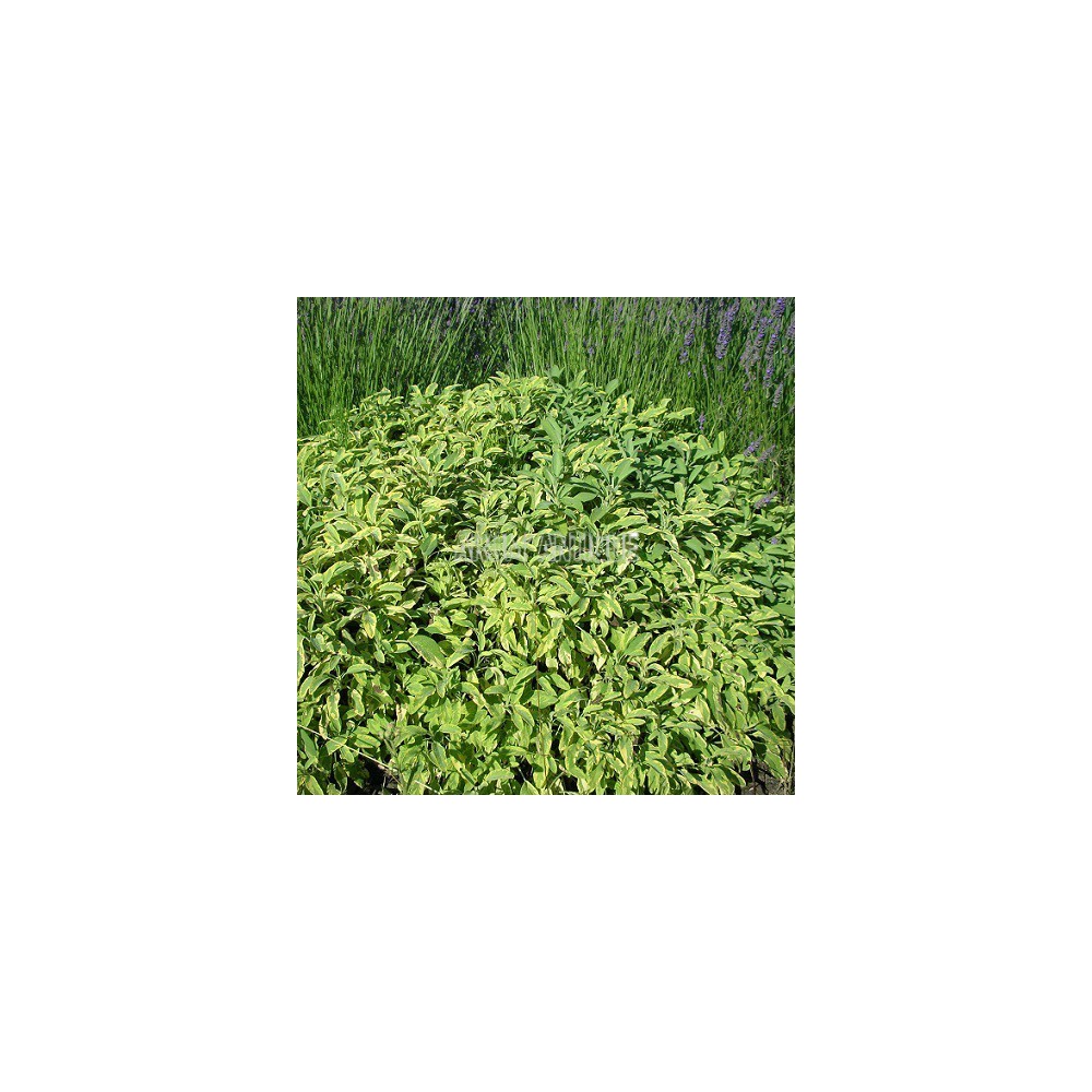 Sauge officinale panachée