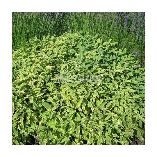 Sauge officinale panachée