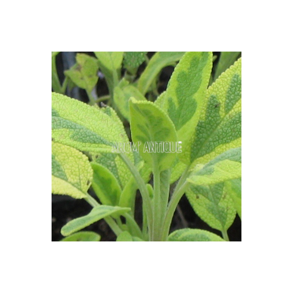 Sauge officinale panachée