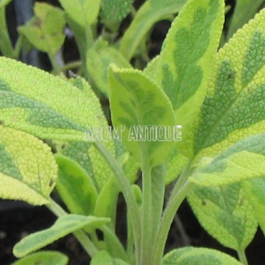 Sauge officinale panachée
