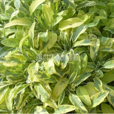 Sauge officinale panachée Bio