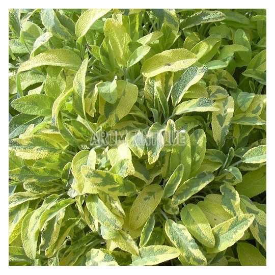 Sauge officinale panachée