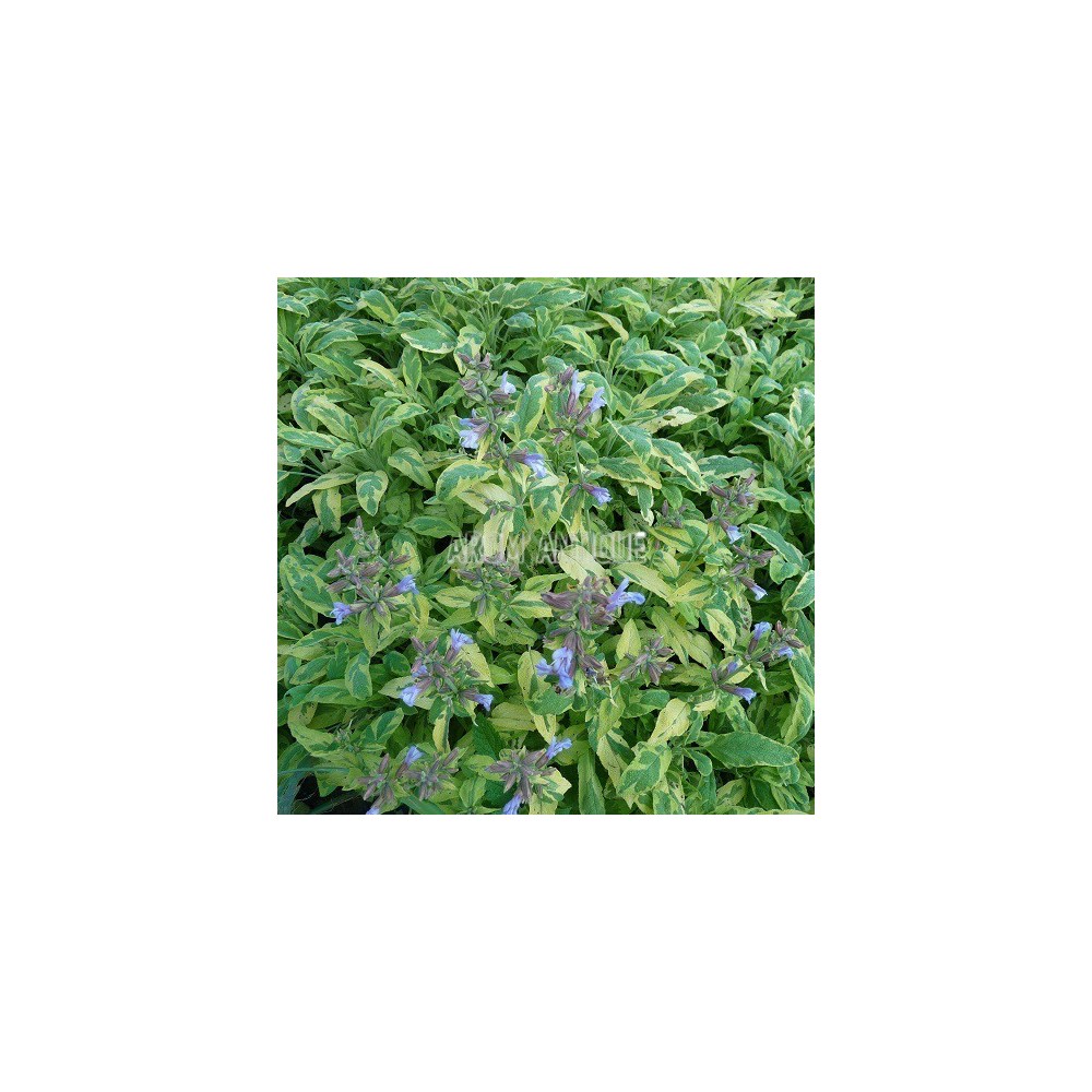 Sauge officinale panachée