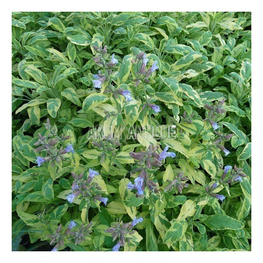 Sauge officinale panachée