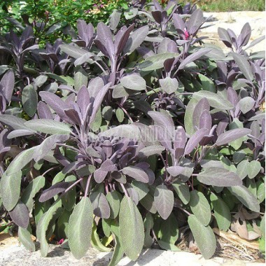 Sauge officinale pourpre bio, Salvia officinalis 'Purpurascens'.