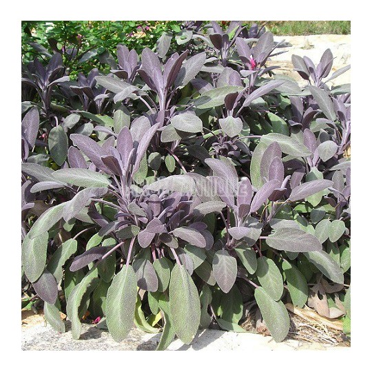 Sauge officinale pourpre