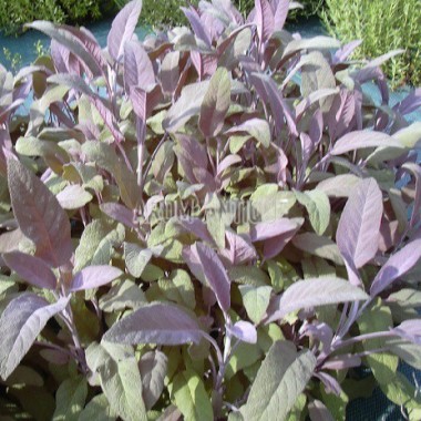 Sauge officinale pourpre 2