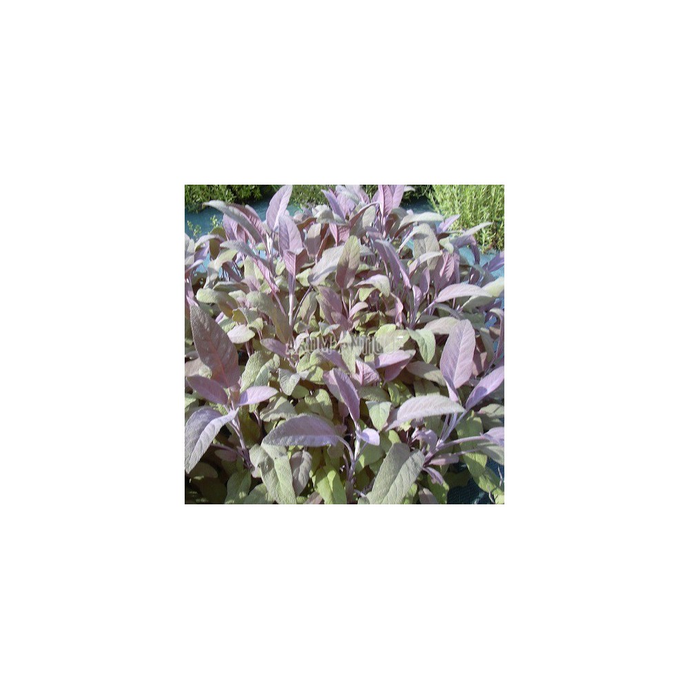 Sauge officinale pourpre