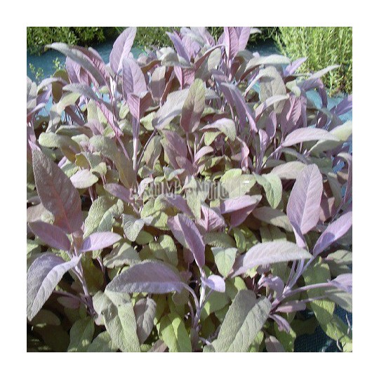 Sauge officinale pourpre
