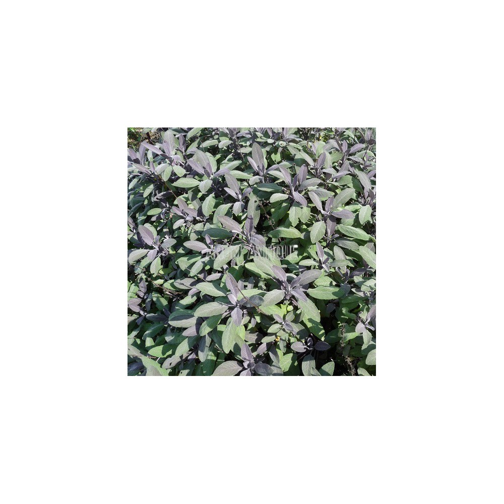 Sauge officinale pourpre