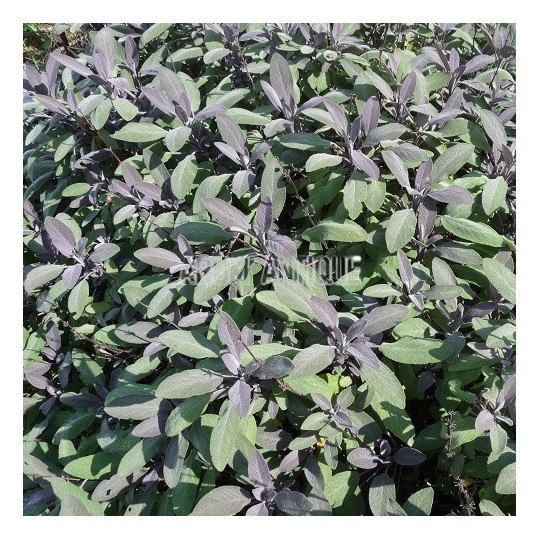 Sauge officinale pourpre