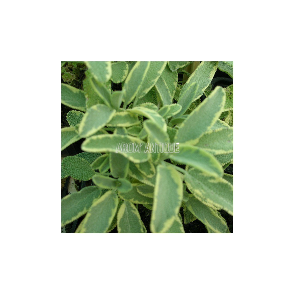 Sauge officinale rotmülhe