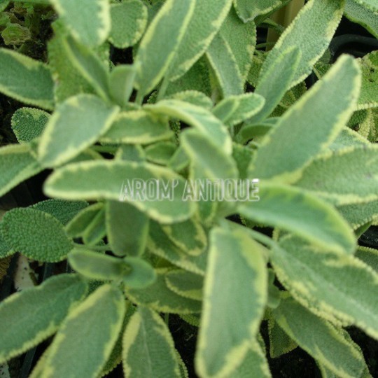 Sauge officinale rotmülhe