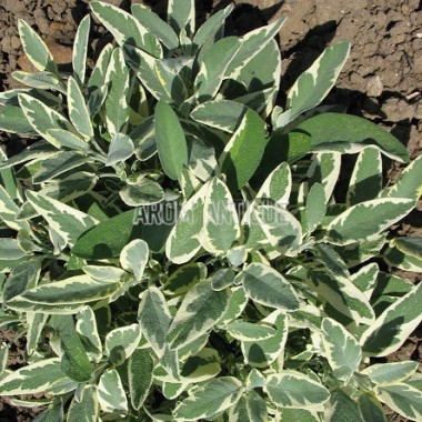 Sauge officinale rotmülhe 2