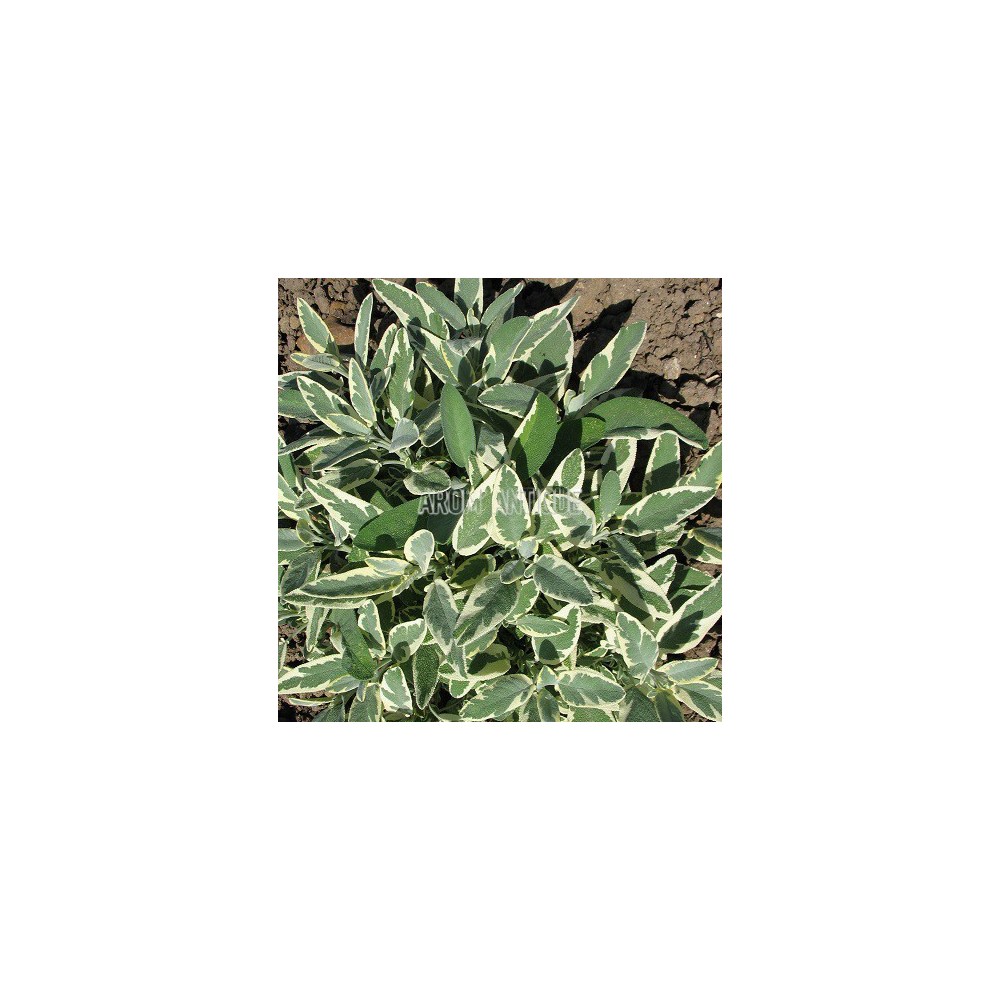 Sauge officinale rotmülhe