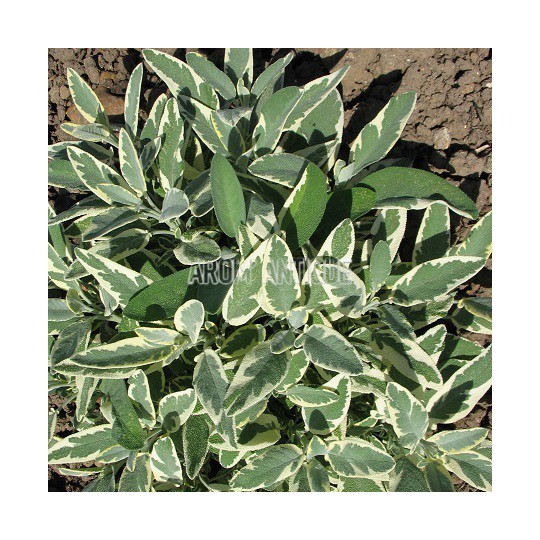 Sauge officinale rotmülhe