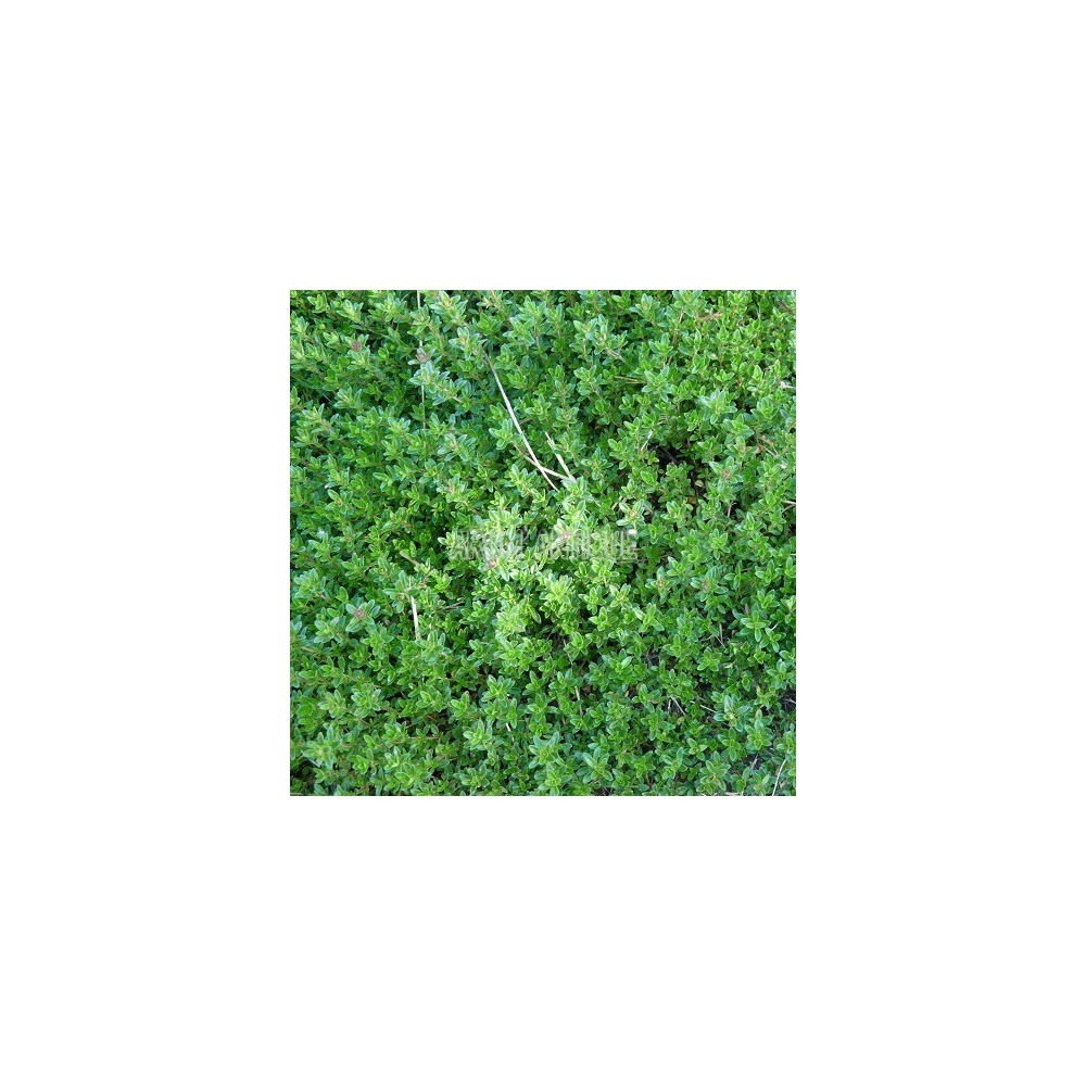 Thym citron rampant