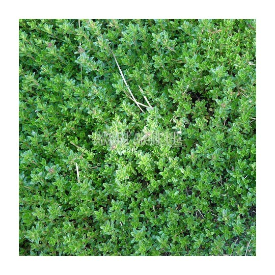 Thym citron rampant