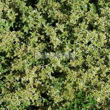 Thym citron panaché 2