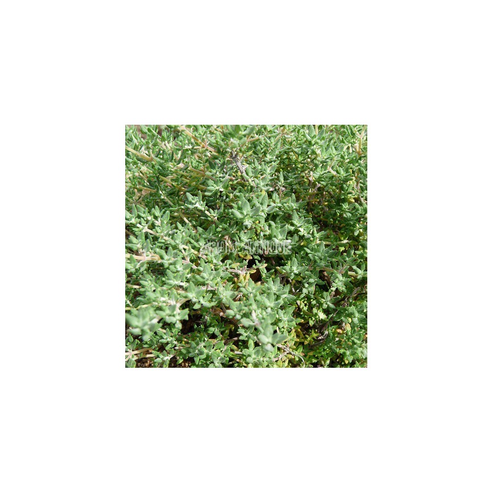 Thym camphré